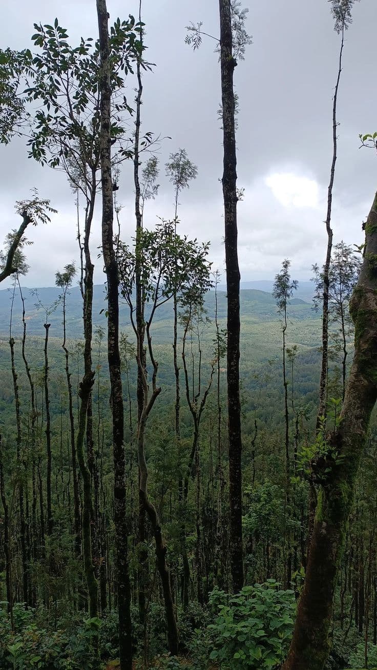 Chikmagalur — photograph 1