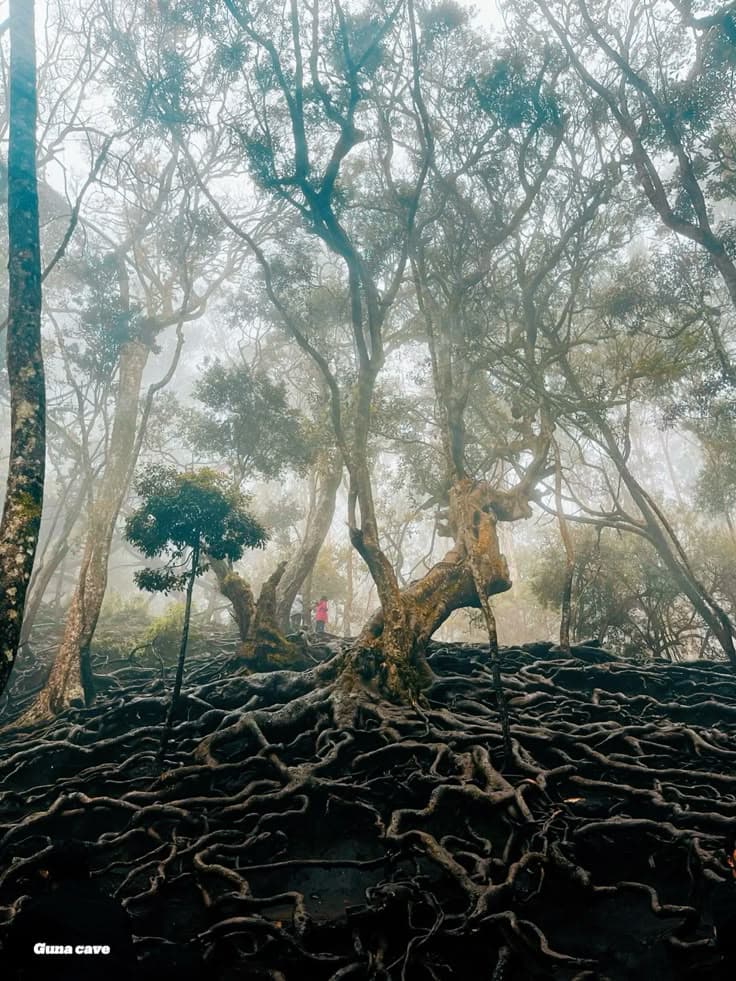 Kodaikanal — photograph 2