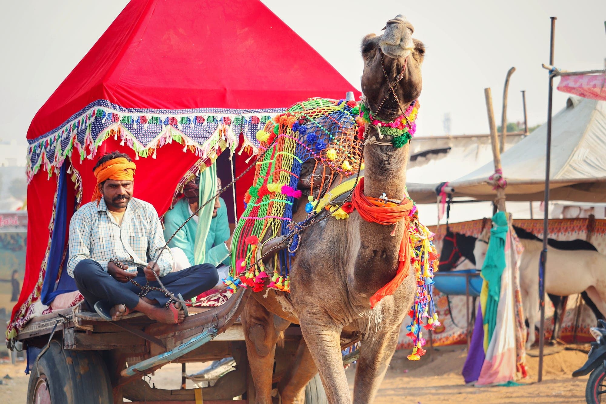 A decorated camel and tents at the Pushkar fair in Rajasthan
