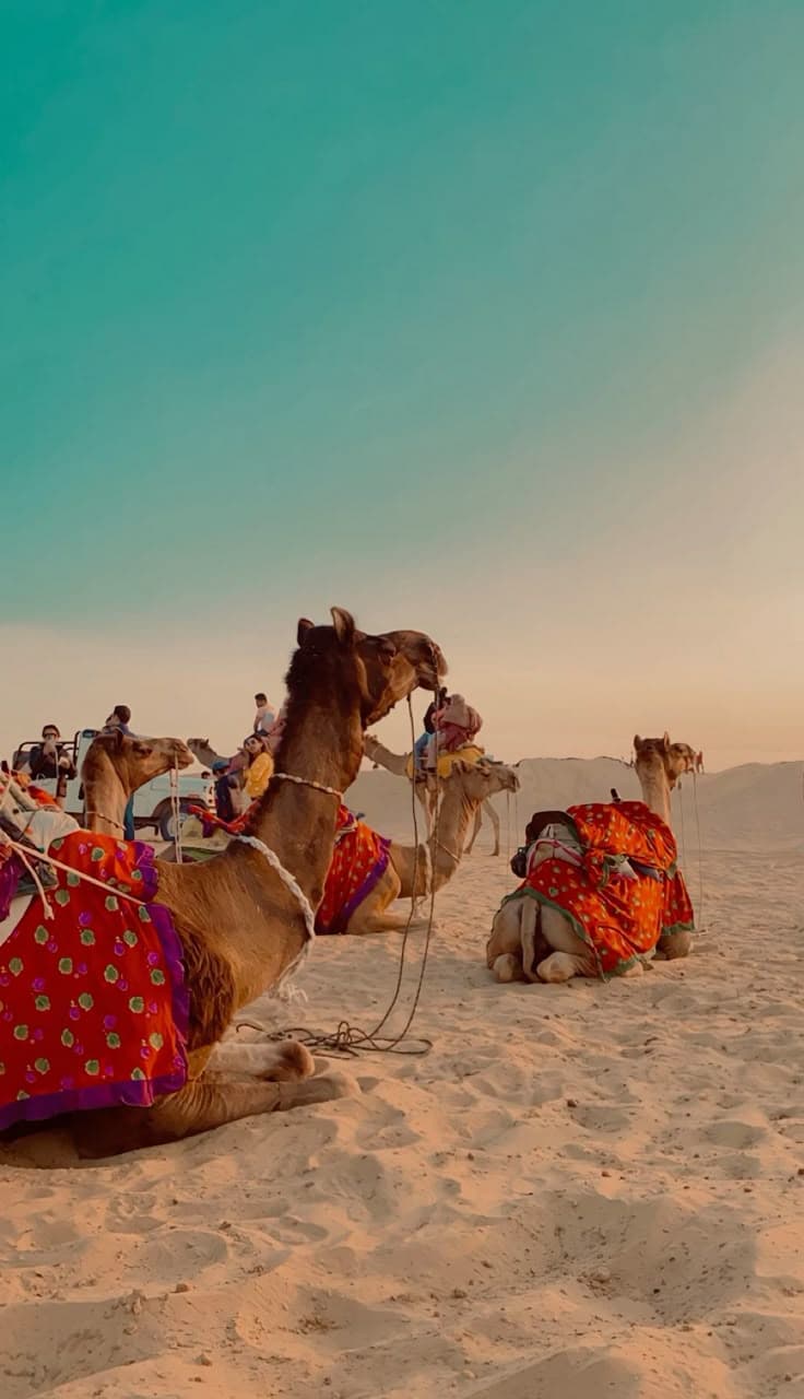 Camel safari, Thar Desert, Jaisalmer — The Land of Kings: Rajasthan