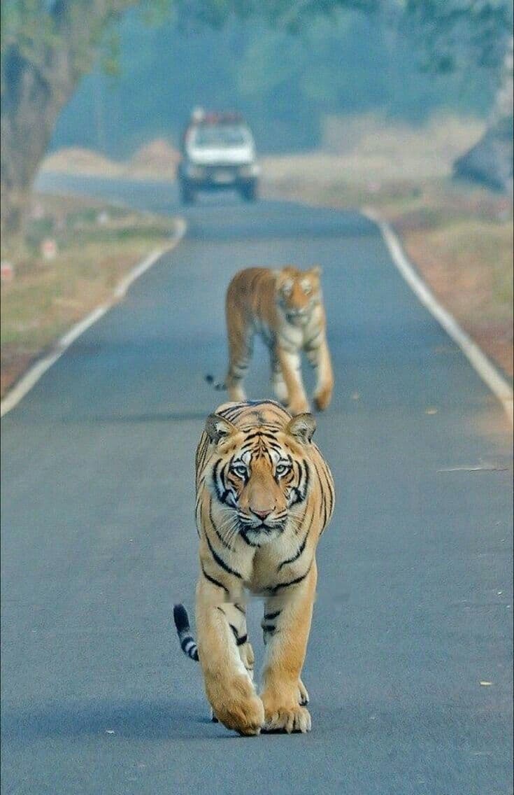 Jim Corbett National Park — Unplugged Uttarakhand: Dehradun - Rishikesh - Jim Corbett - Nainital
