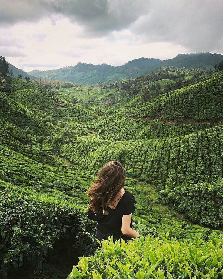 Munnar — photograph 1