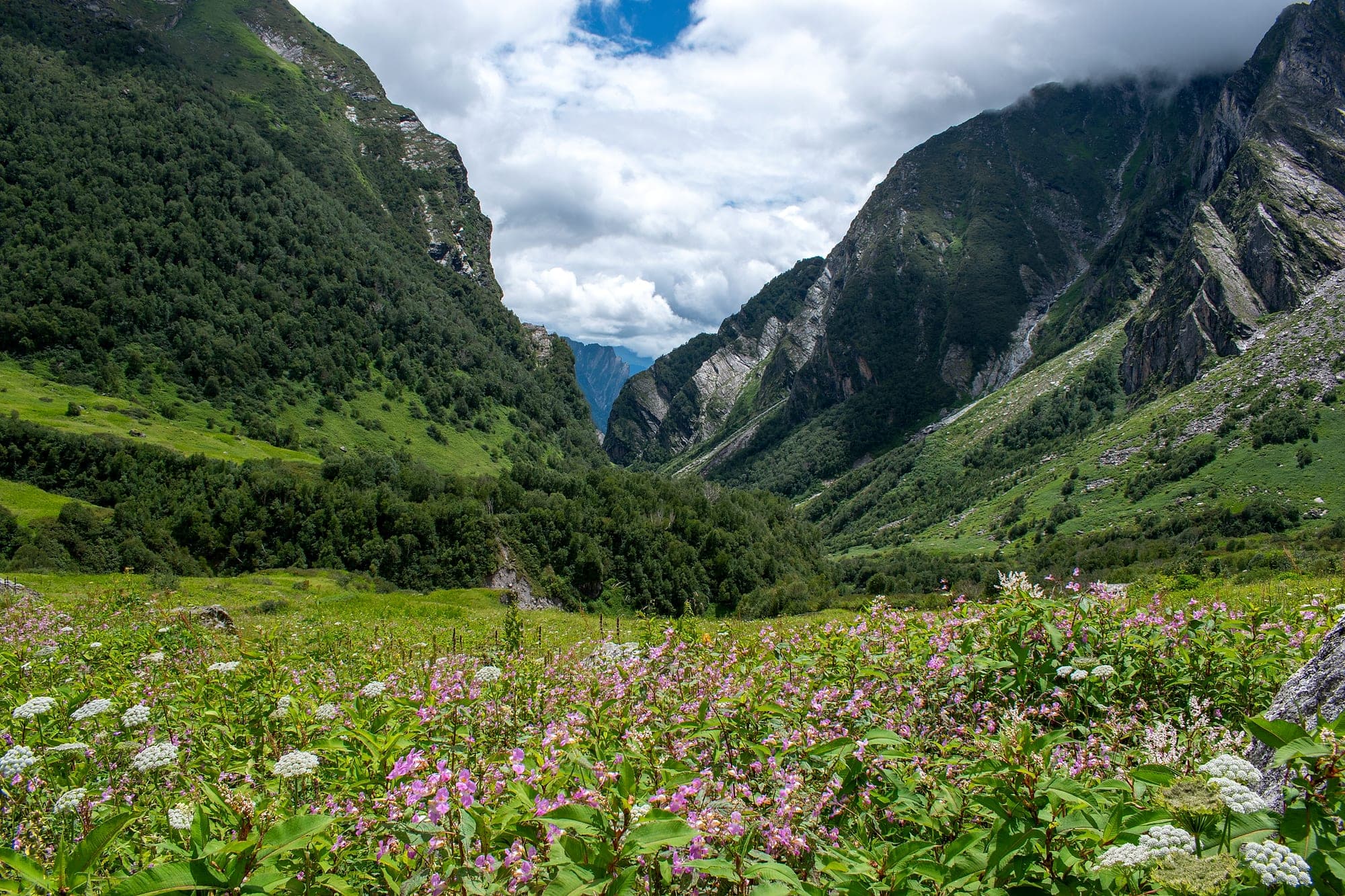 Wildflowers across the valley floor below steep Himalayan ridges in the Valley of Flowers