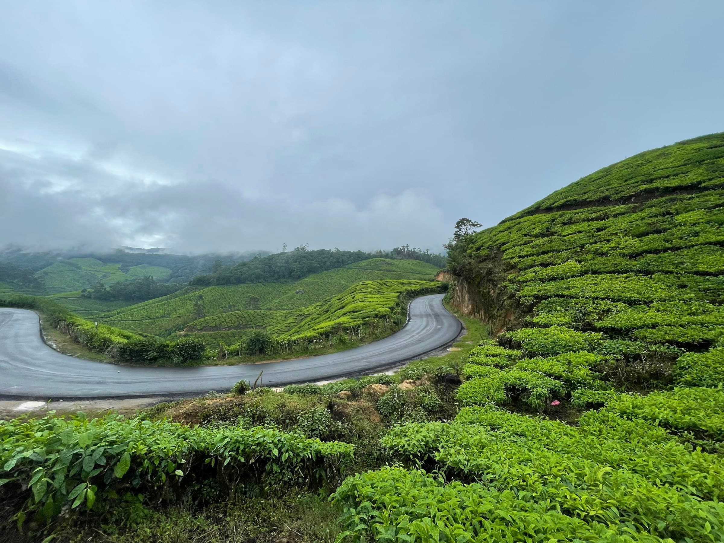 Tea estate road, Kolukkumalai — Backwaters & Mountains: Alappuzha - Vagamon - Kolukkumalai