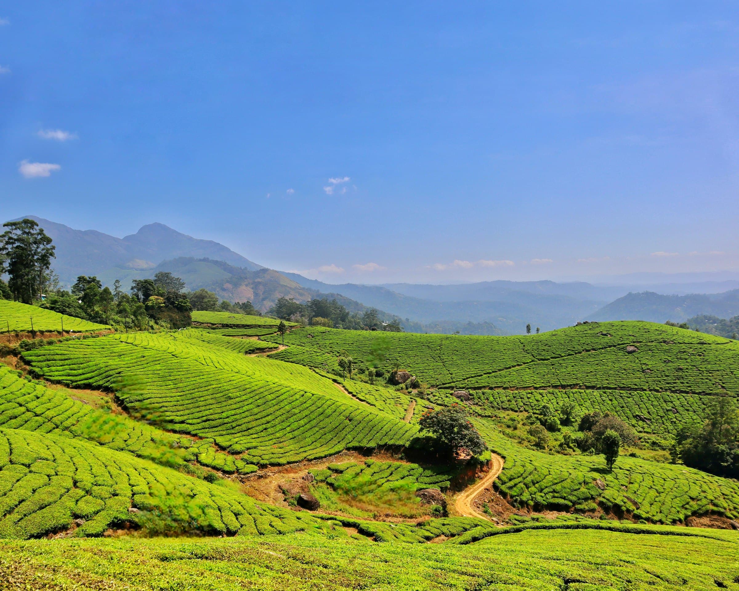 Tea gardens, the Nilgiris — Nilgiri Calling: Coimbatore - Coonoor - Ooty