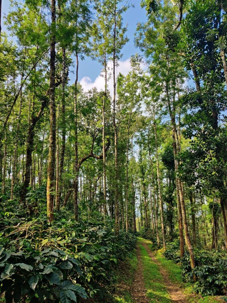 Coorg coffee plantation — Weekend Getaway Coorg
